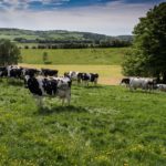Otties Farm - New Dairy