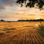 Rural landscape image of Summer sunset over field of hay bales