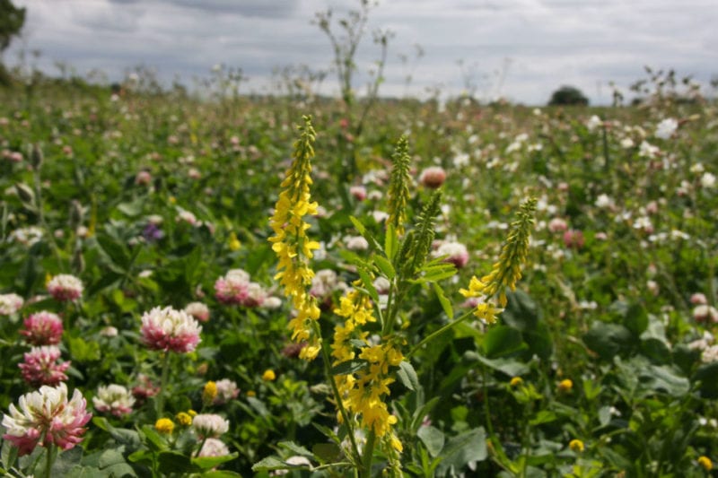 Have your say now on the new Environmental Land Management Scheme (ELMS)