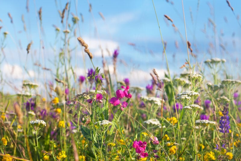 Increased payments for Countryside Stewardship Schemes (CSS)